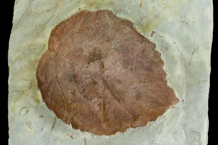 Fossil Leaf (Davidia) - Montana #120780